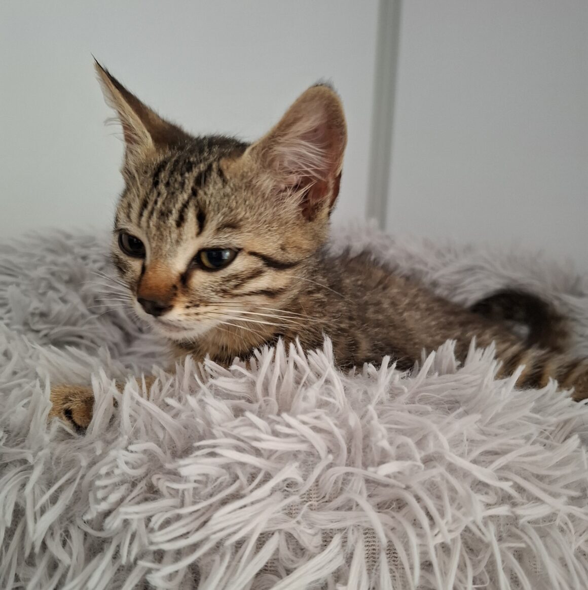 AZIMUT – chaton