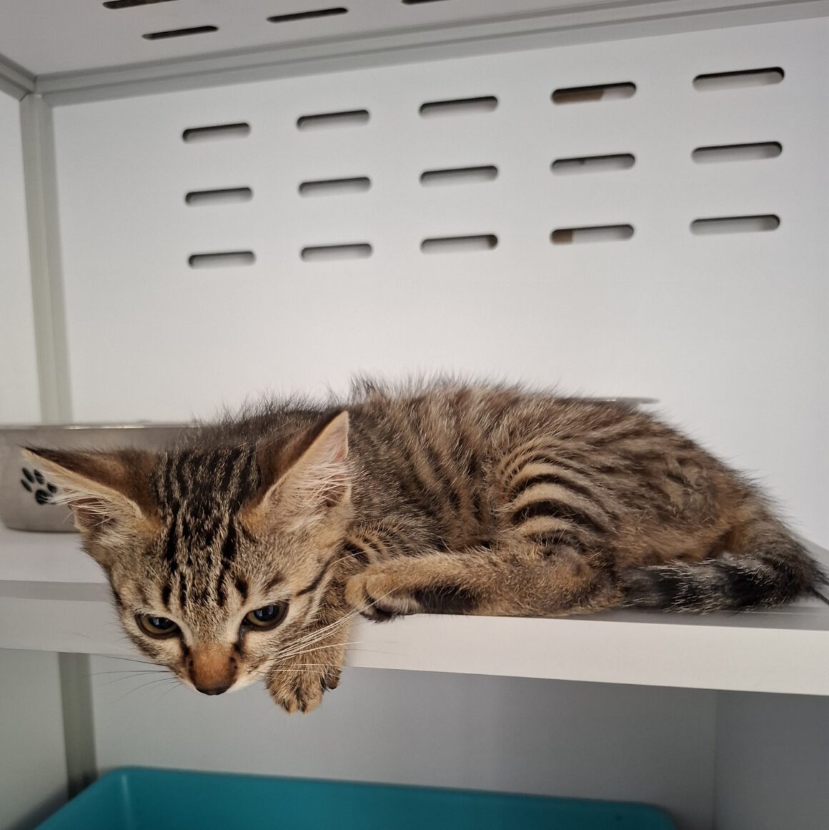 AZIMUT – chaton