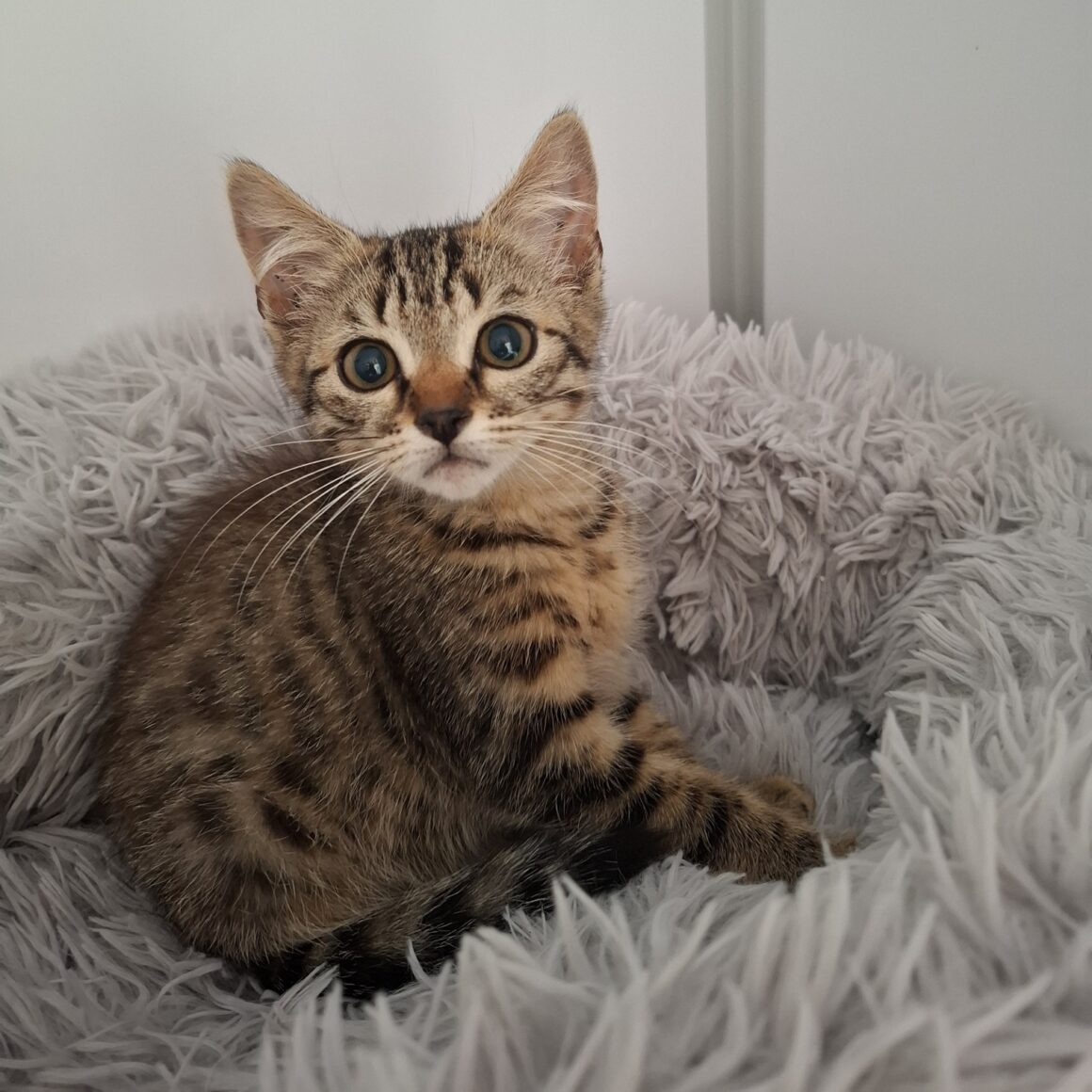 AZIMUT – chaton