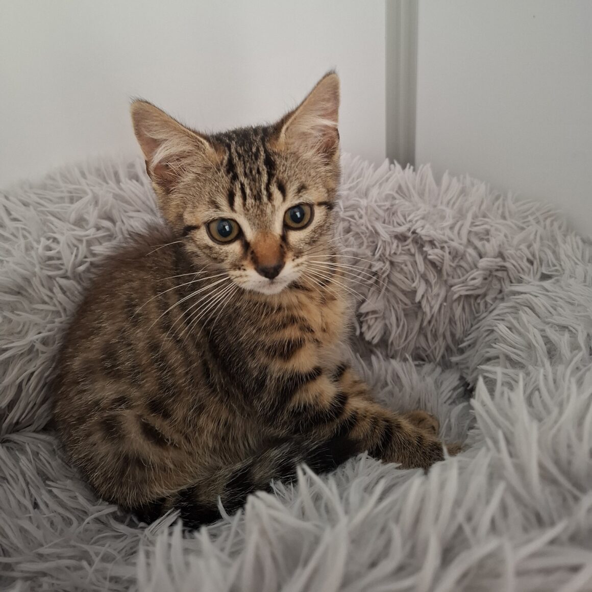 AZIMUT – chaton