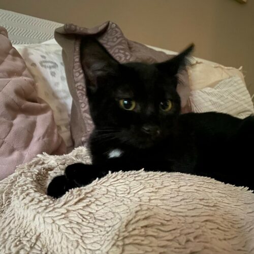 AZZARO – chaton