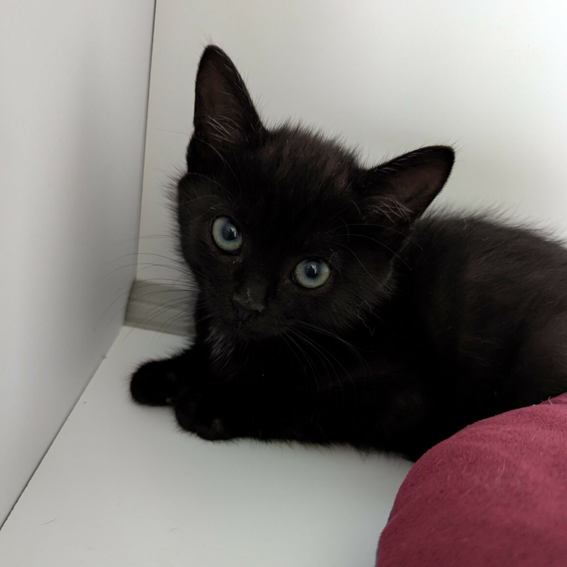 AQUAMAN – Chaton