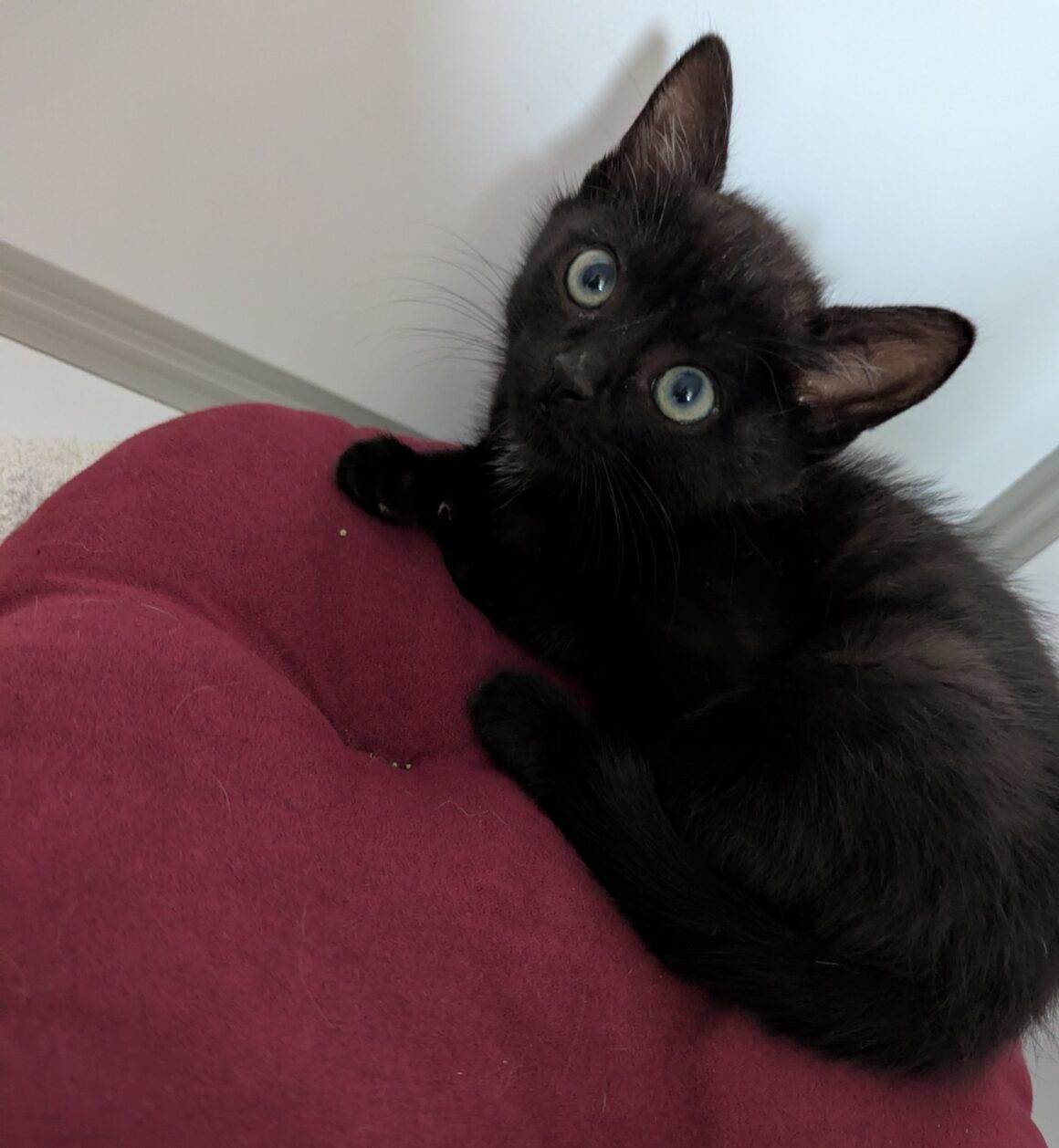 AQUAMAN – Chaton