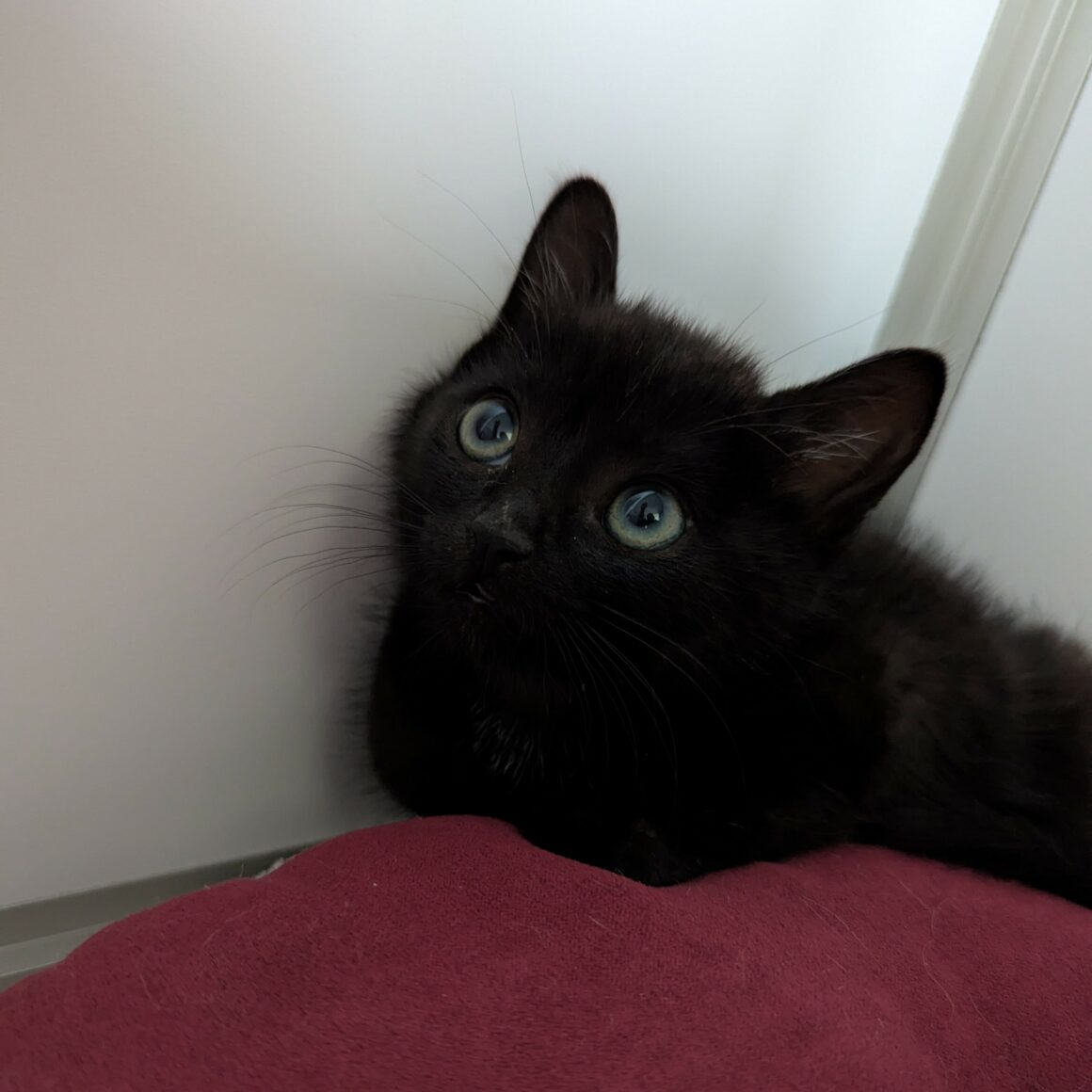 AQUAMAN – Chaton