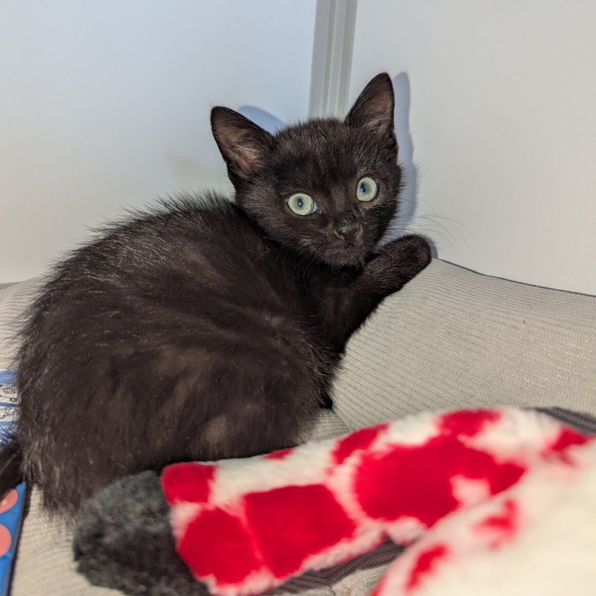 AQUAMAN – Chaton