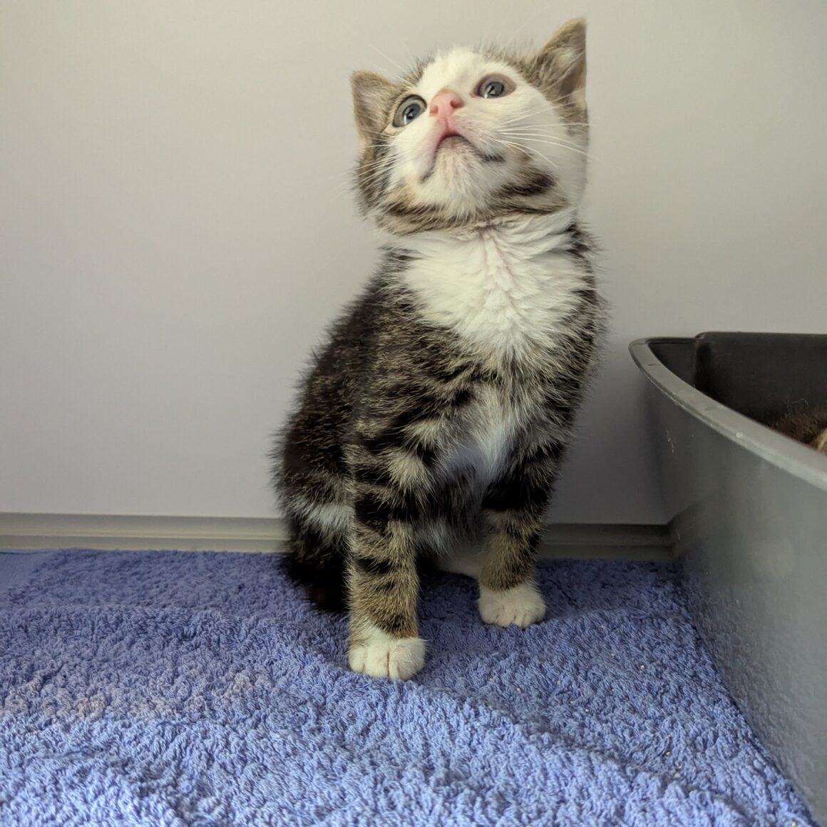 AQUASPLASH – Chaton