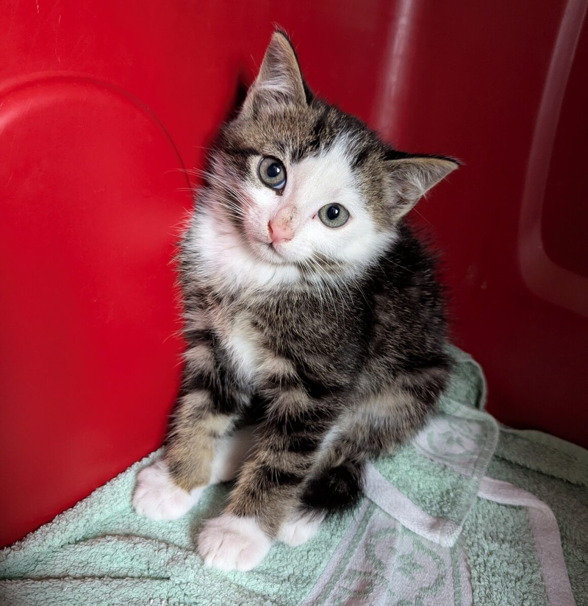 AQUASPLASH – Chaton