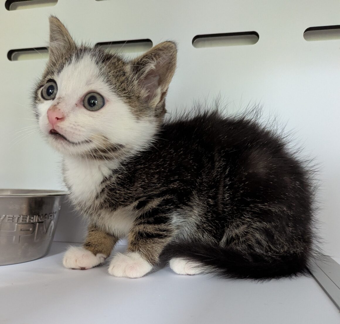 AQUASPLASH – Chaton