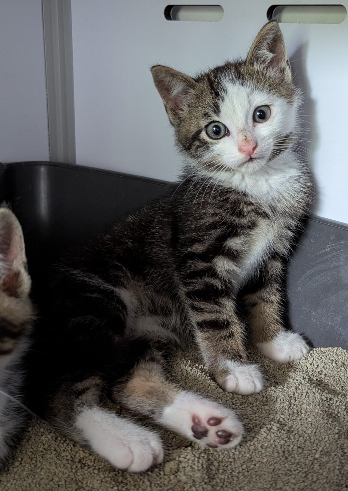 AQUASPLASH – Chaton
