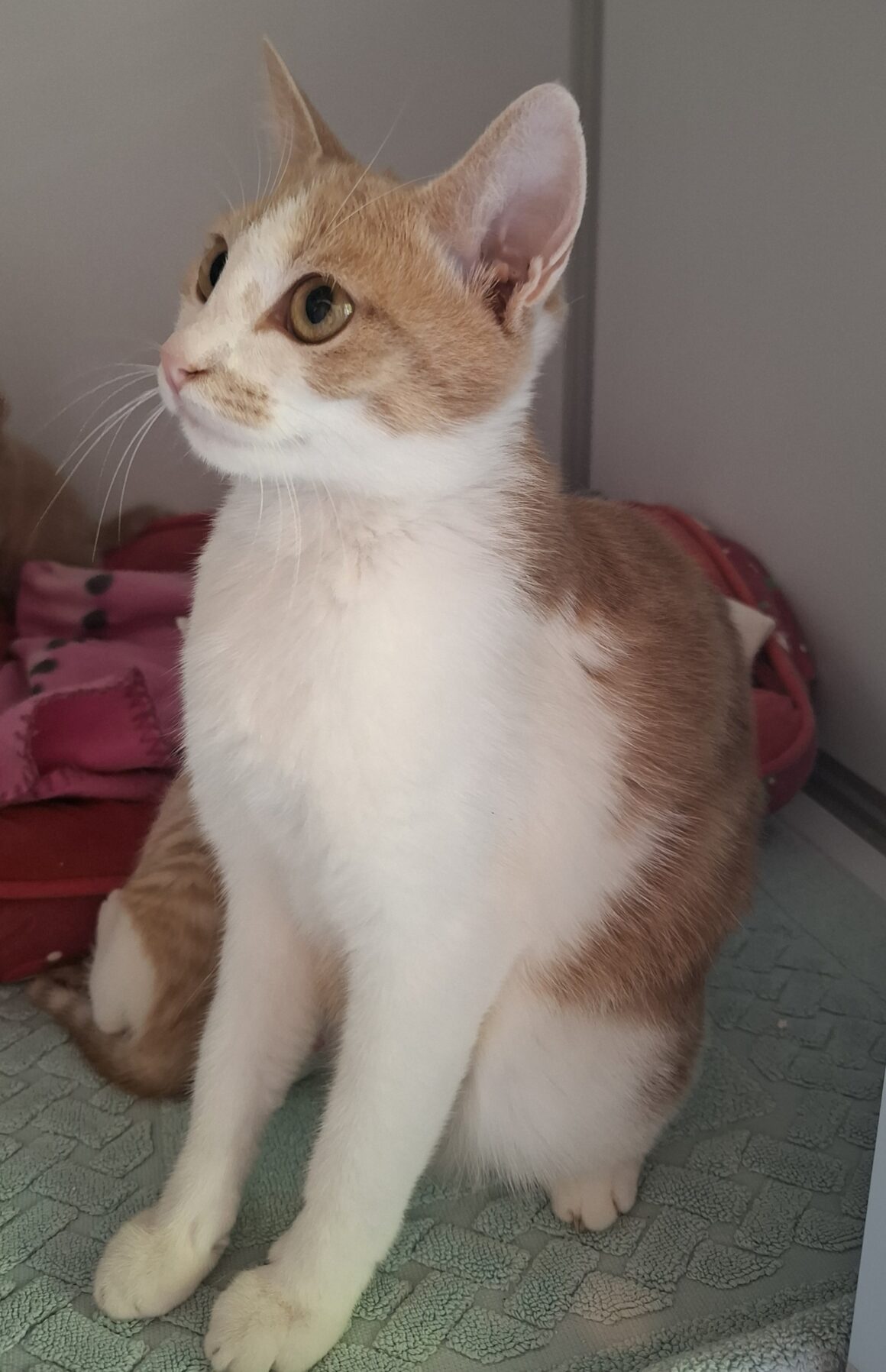 CREME – 7 mois