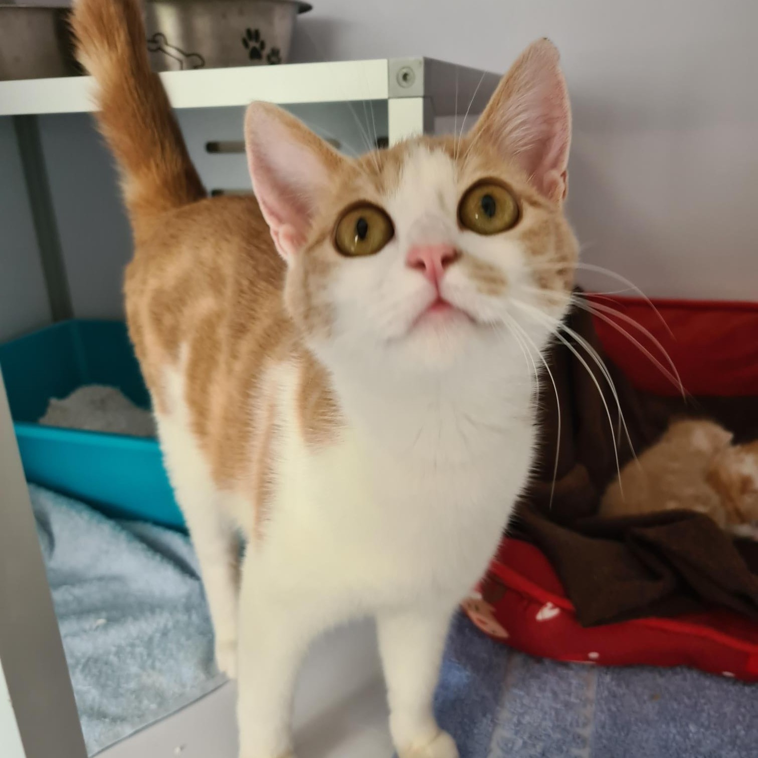 CREME – 7 mois adoptée