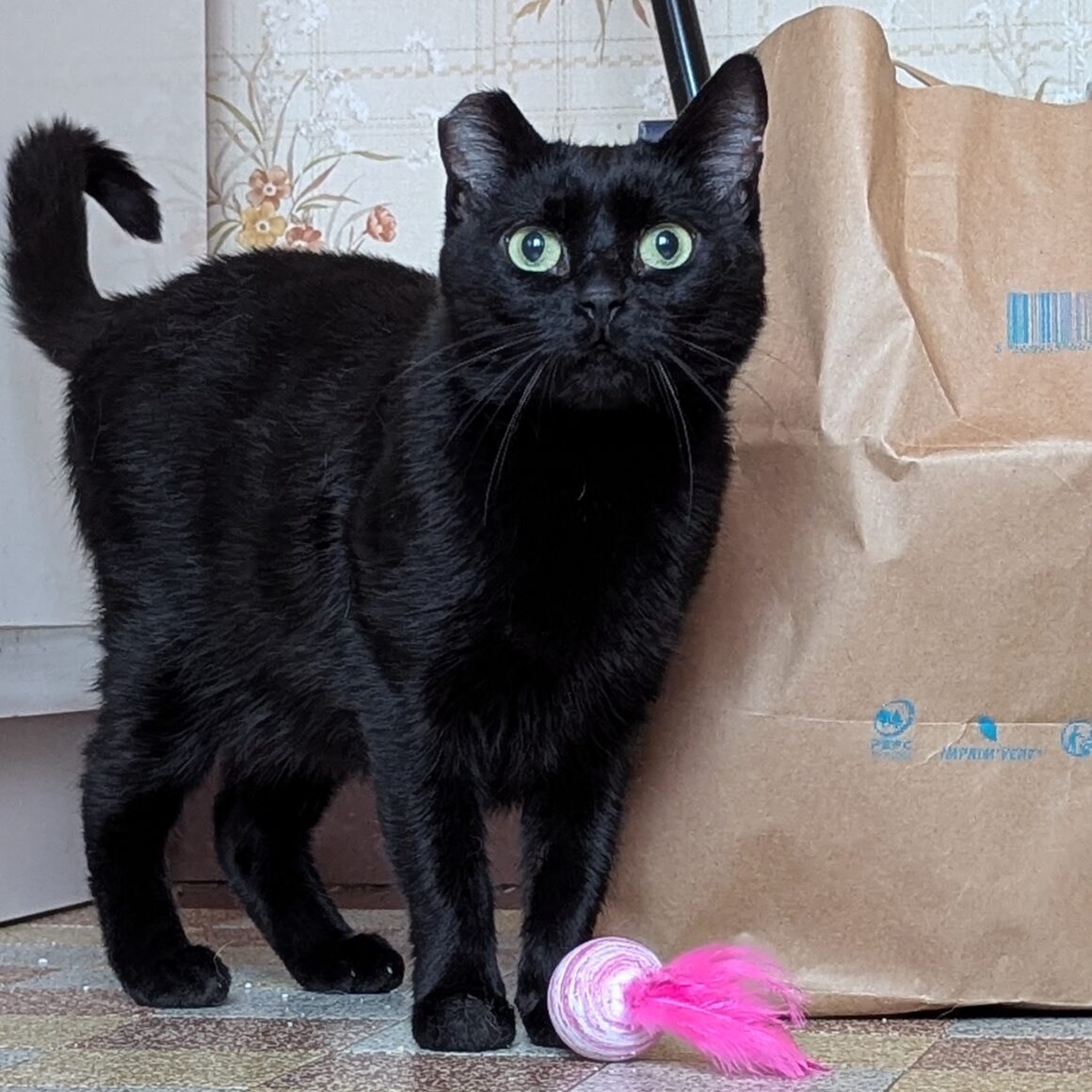 GAËLLE – 8 ans adoptée