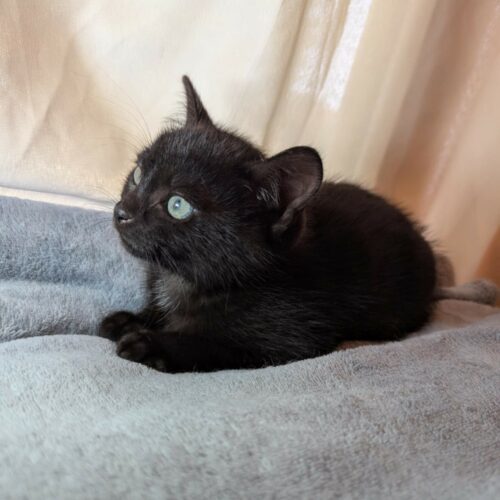 AQUAMAN – Chaton réservé