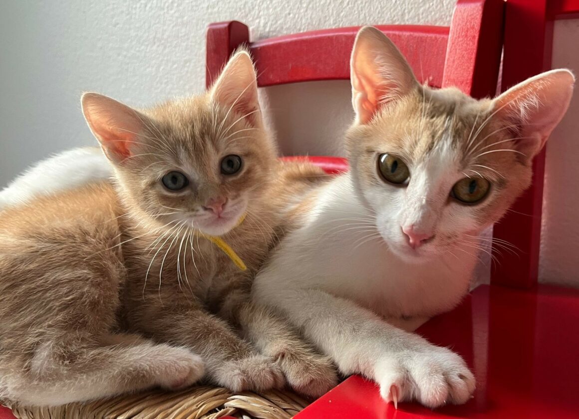 ACHILLE – chaton