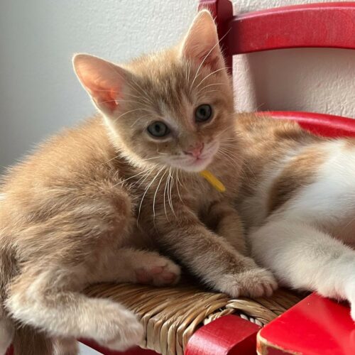 ACHILLE – chaton