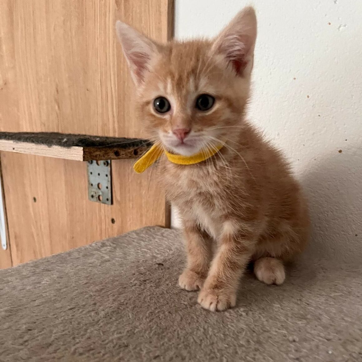 ACHILLE – chaton