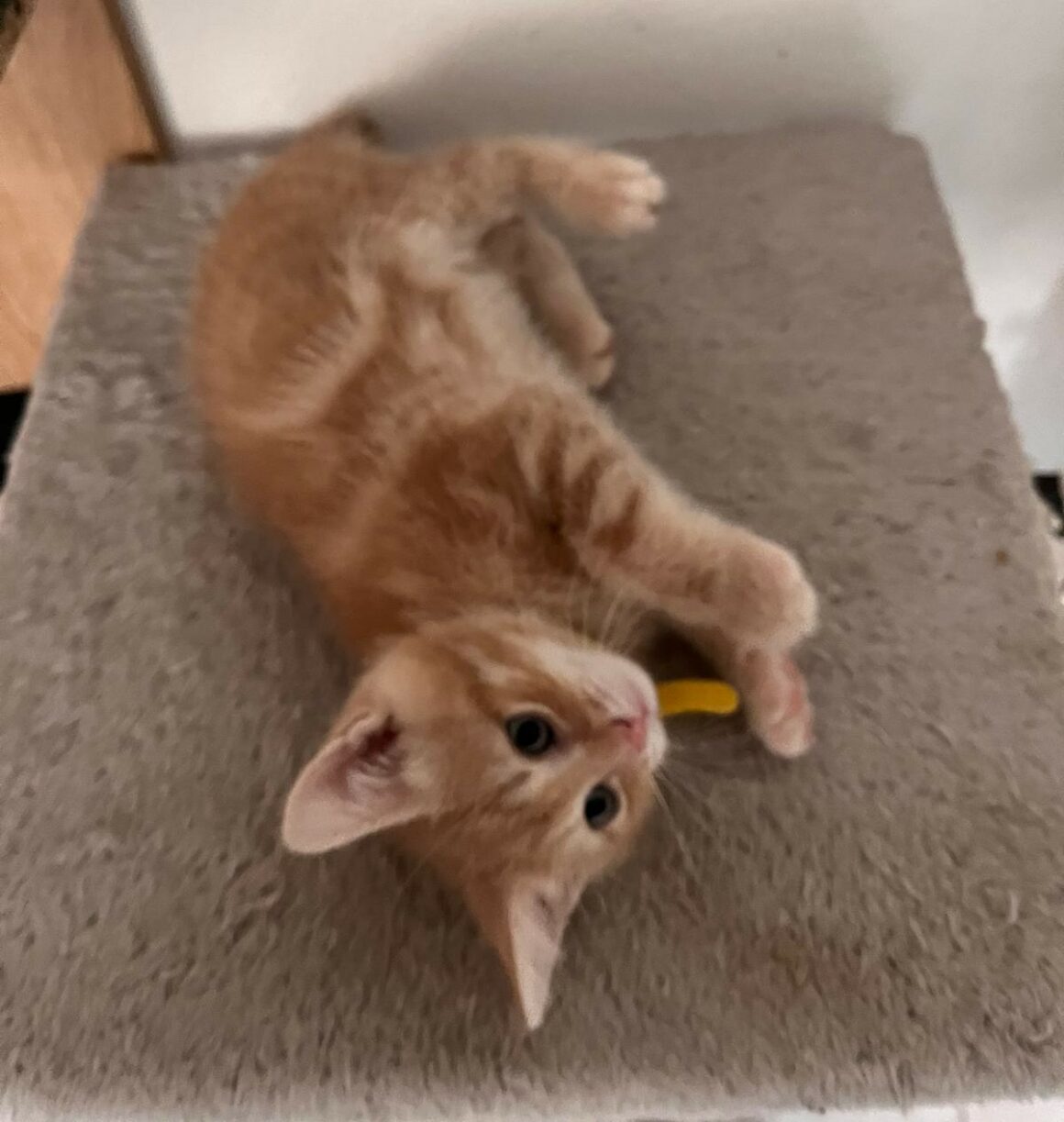 ACHILLE – chaton