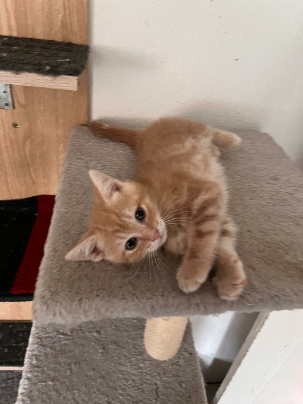 ACHILLE – chaton