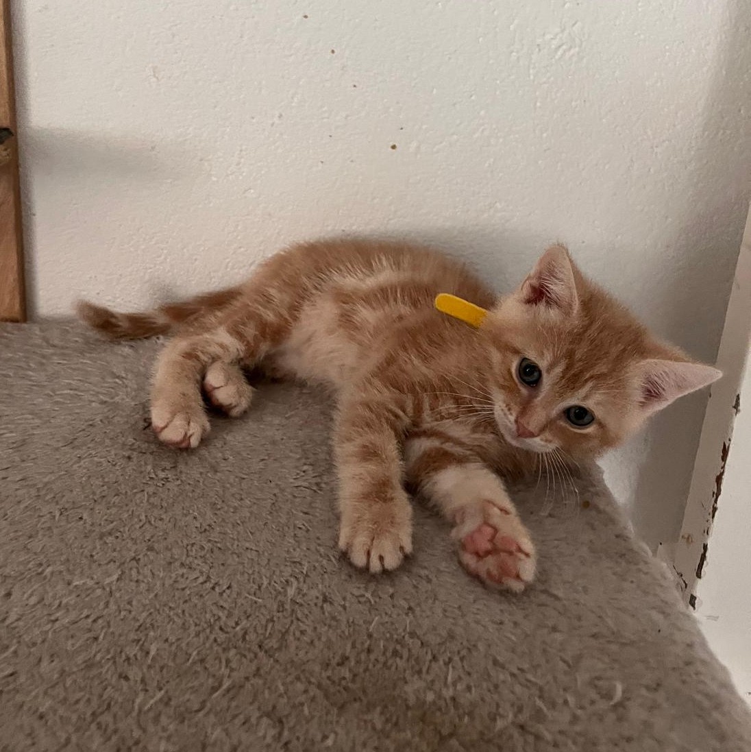 ACHILLE – chaton