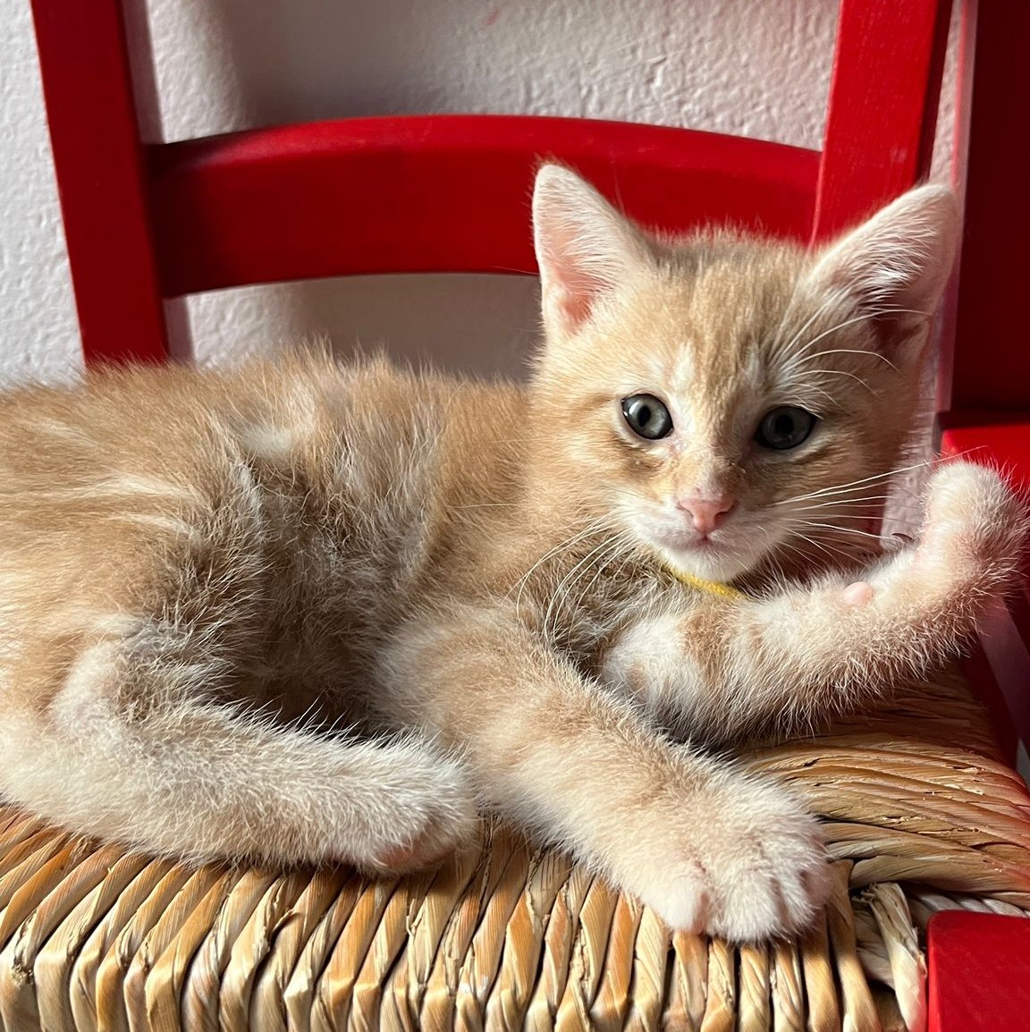 ACHILLE – chaton