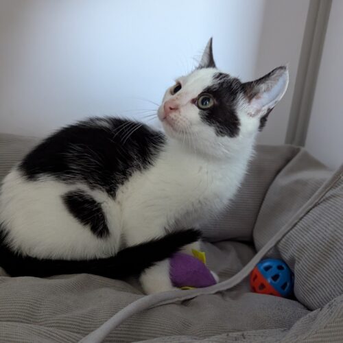 AJAX – chaton