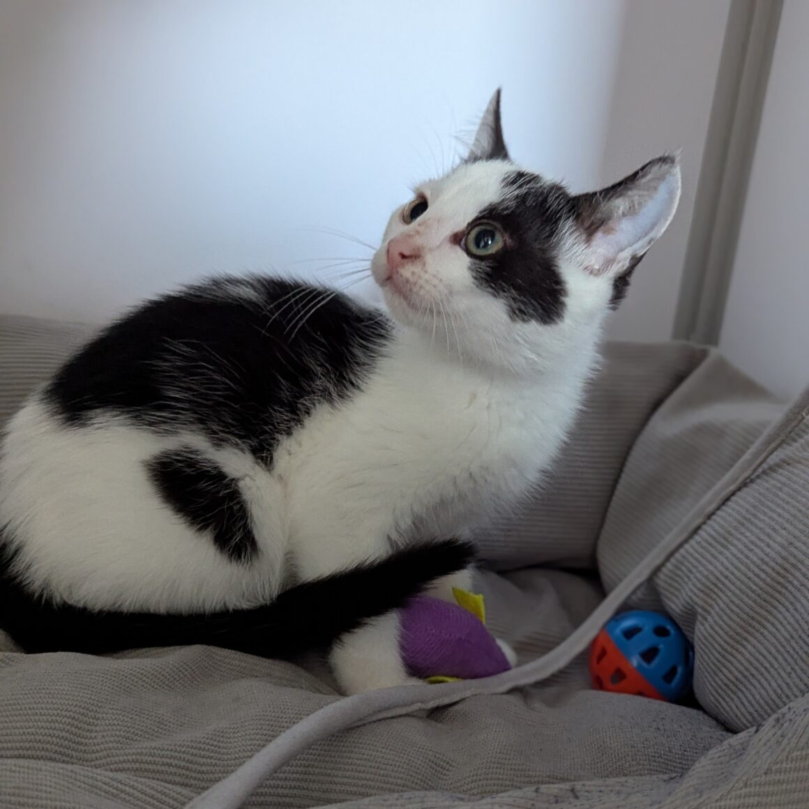 AJAX – chaton
