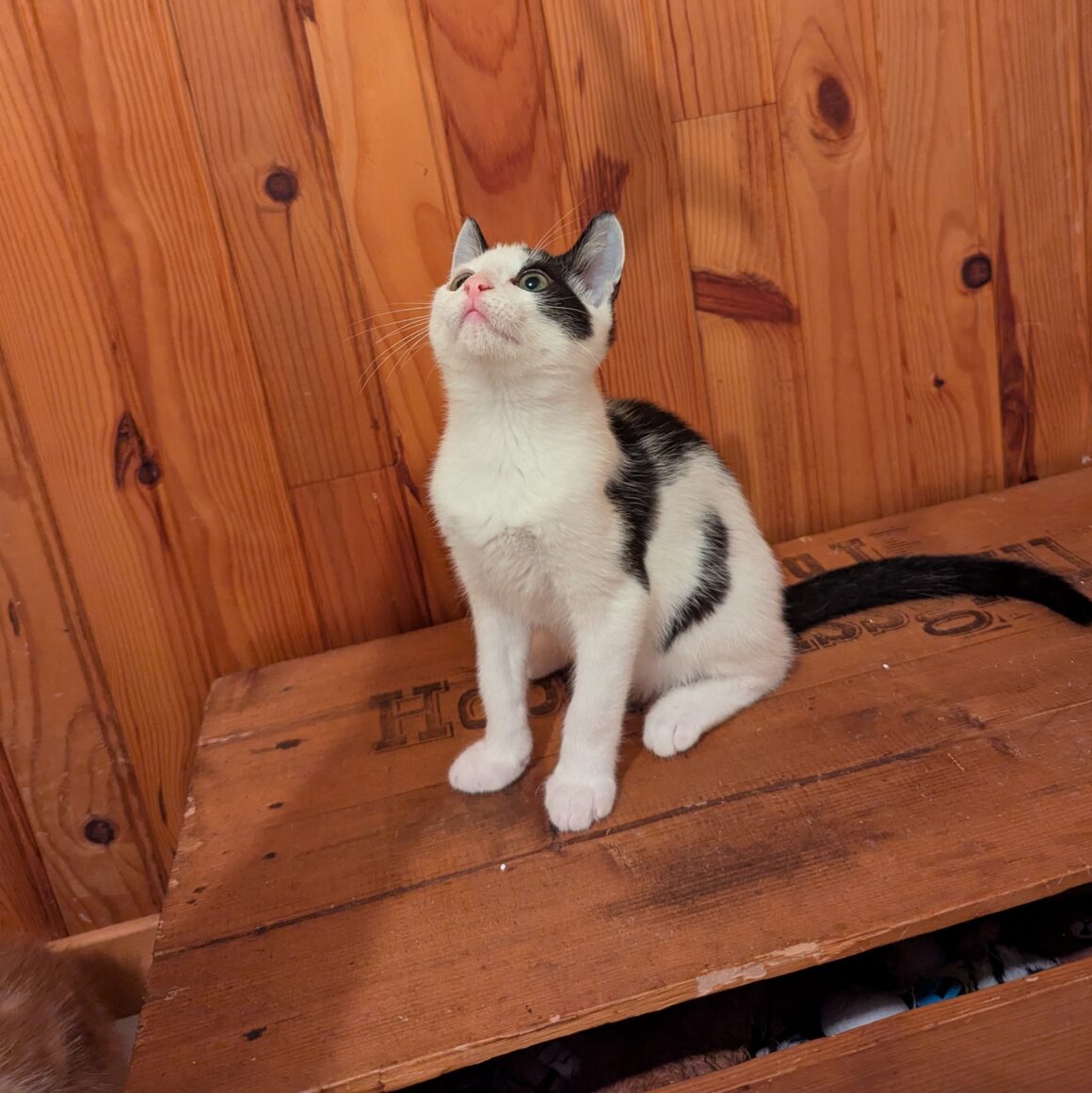 AJAX – chaton réservé