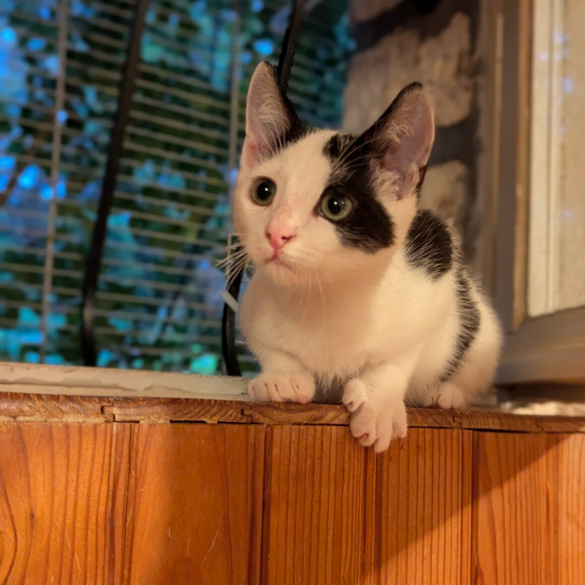 AJAX – chaton réservé