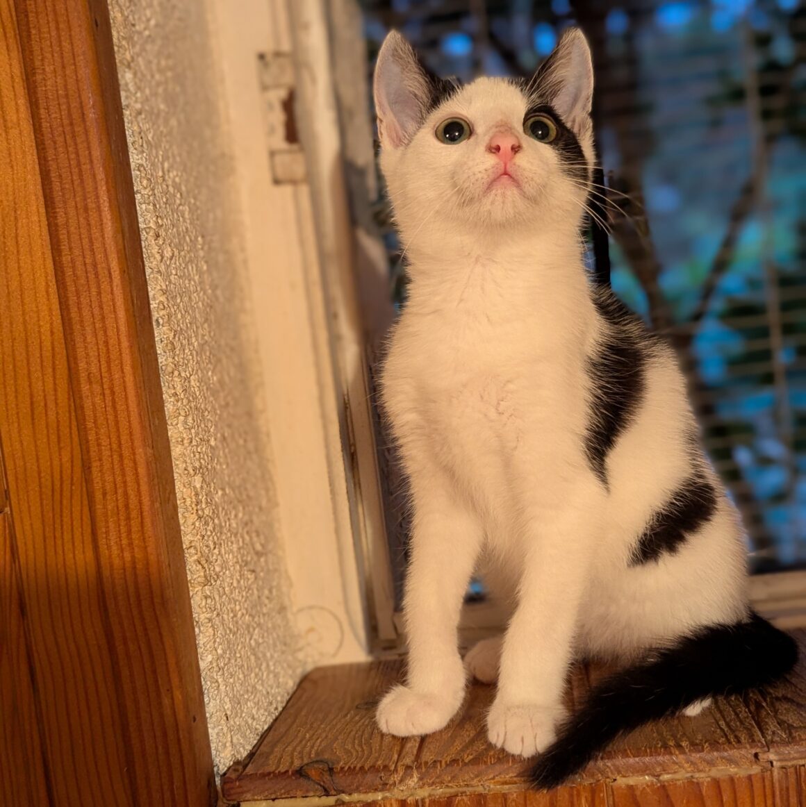 AJAX – chaton réservé