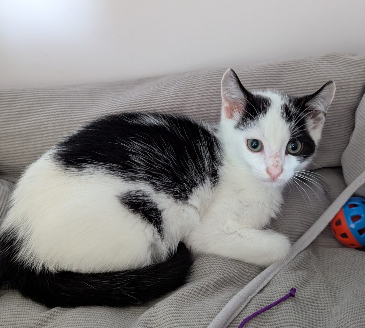 AJAX – chaton