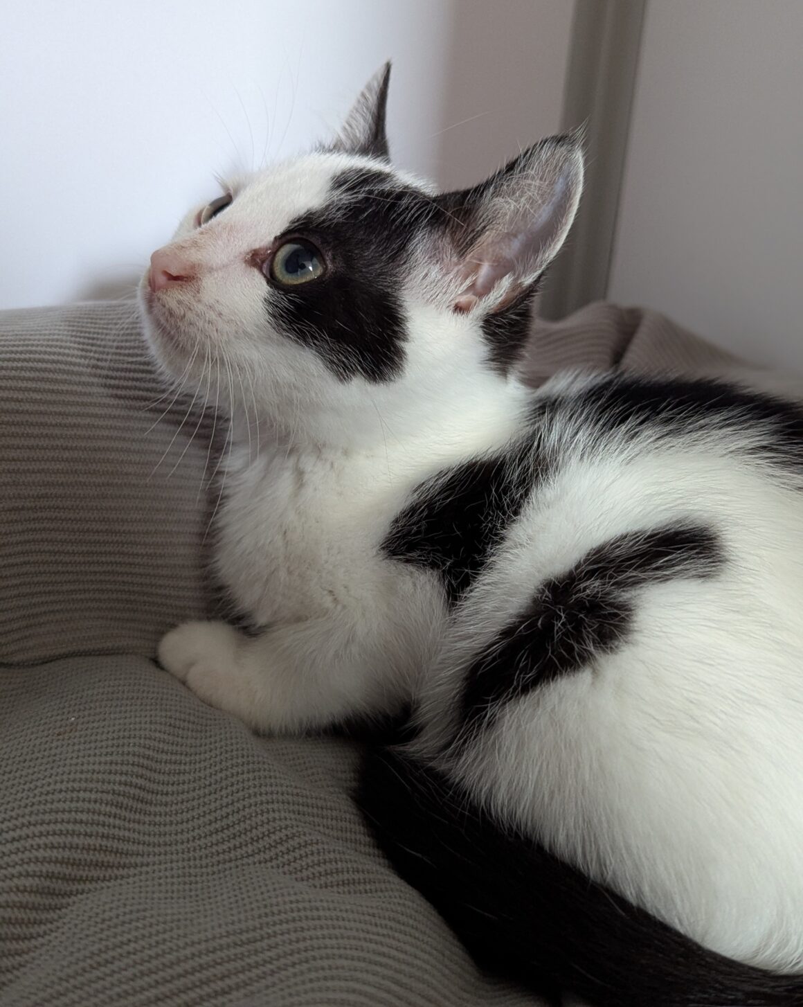 AJAX – chaton