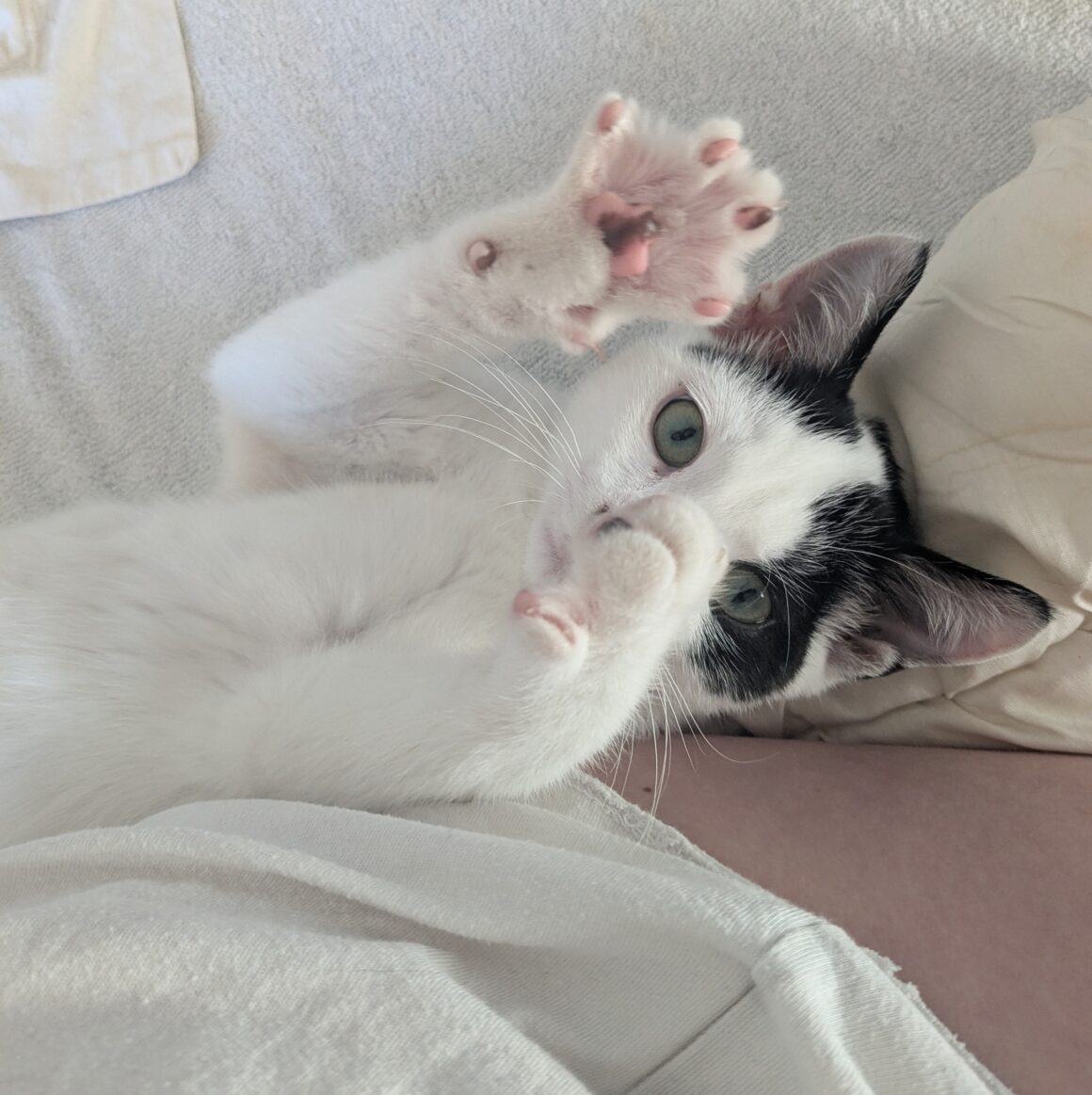 AJAX – chaton réservé