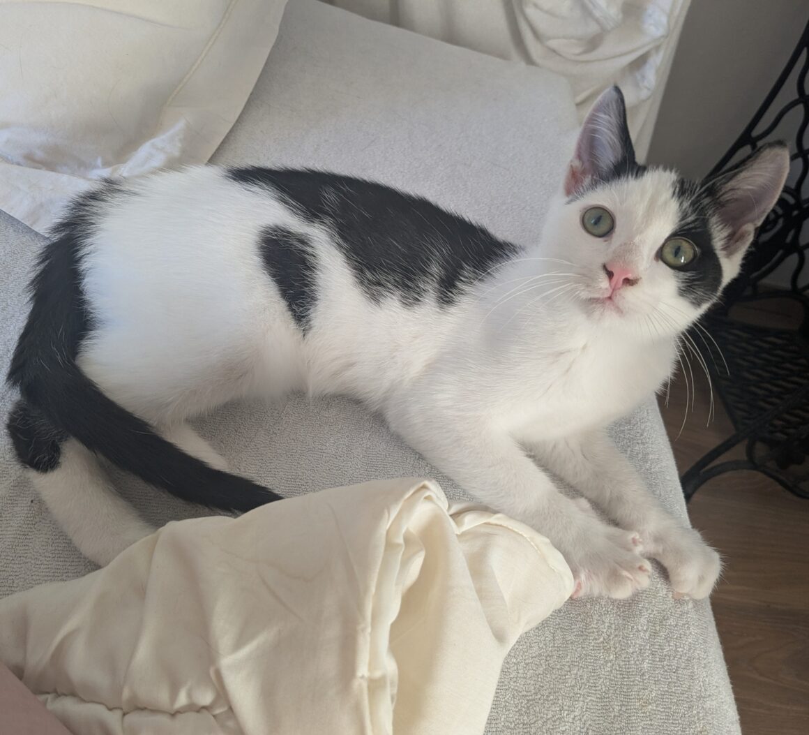 AJAX – chaton réservé