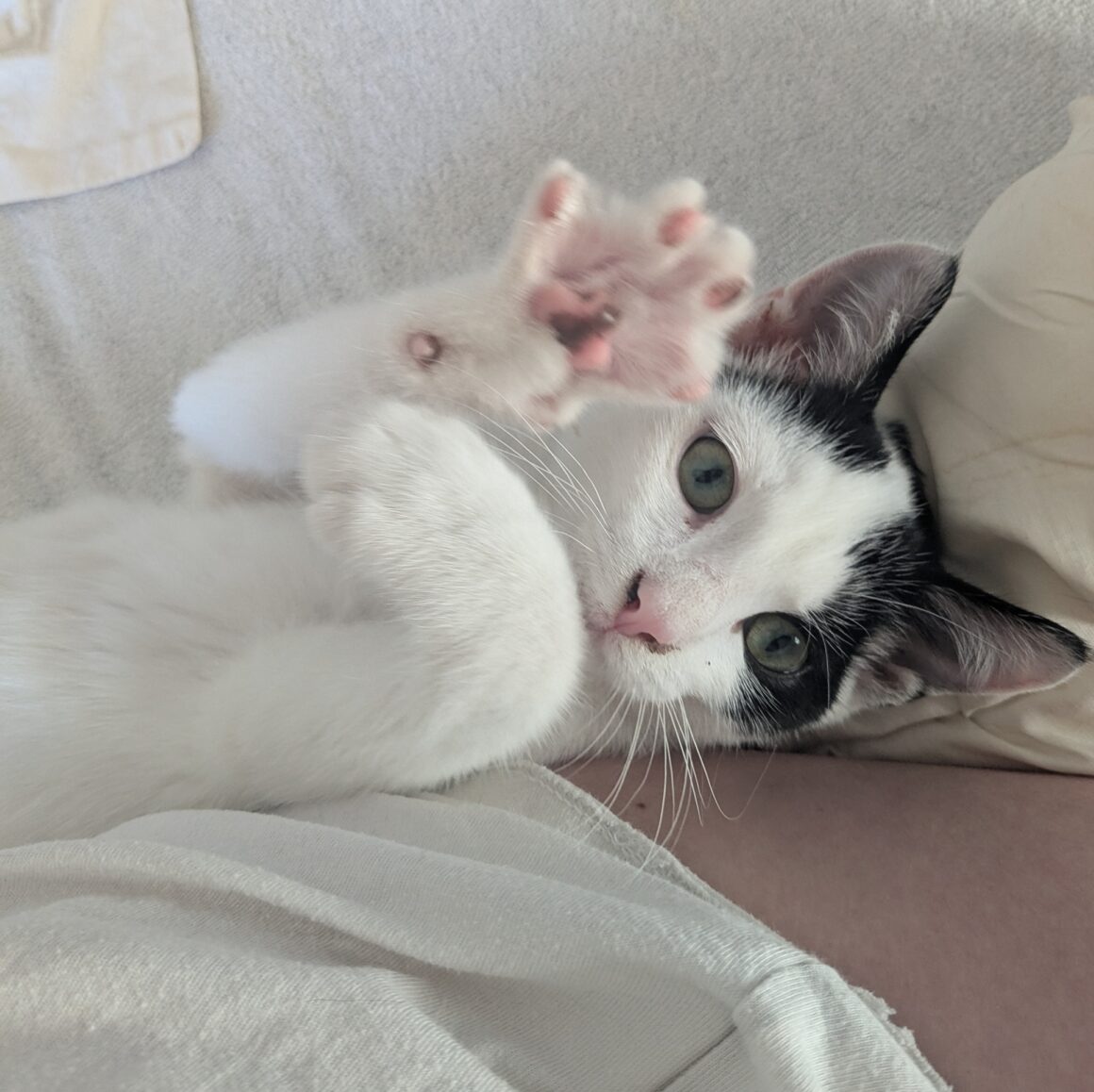 AJAX – chaton adopté