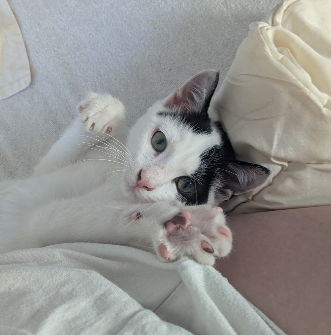 AJAX – chaton réservé