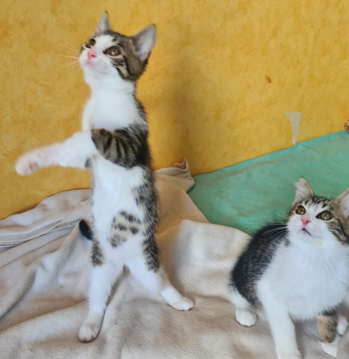 ALISTAIRE – chaton