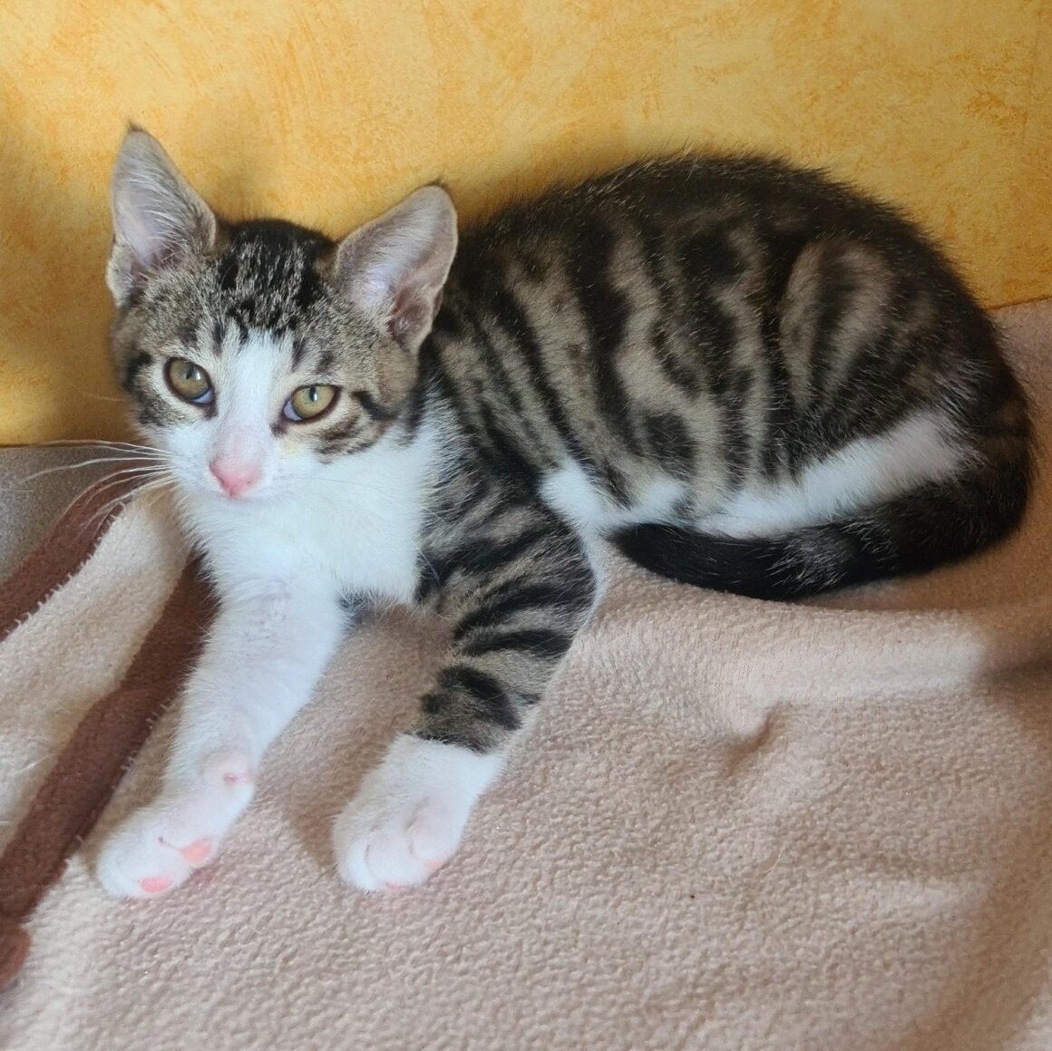 ALISTAIRE – chaton
