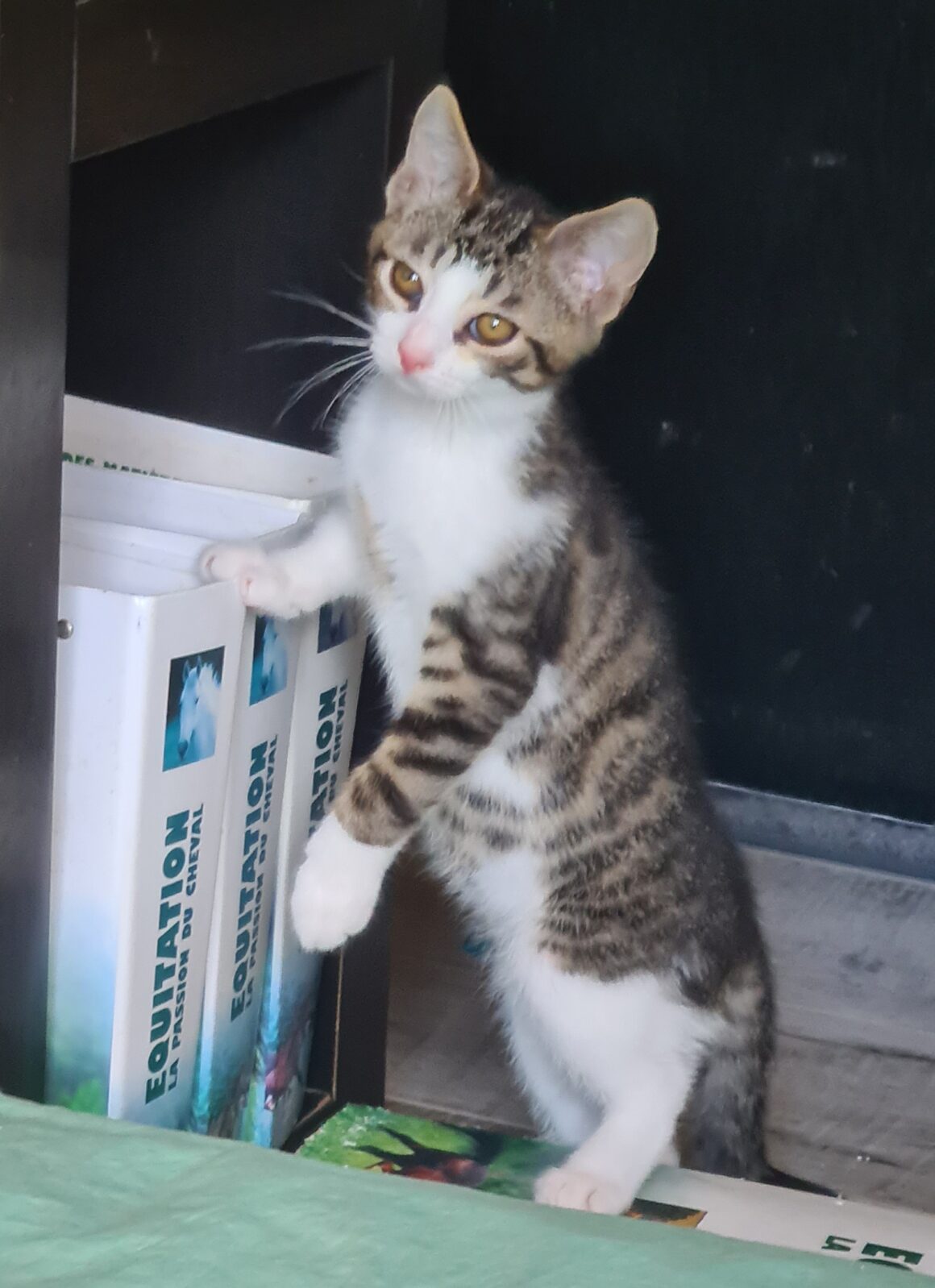 ALISTAIRE – chaton