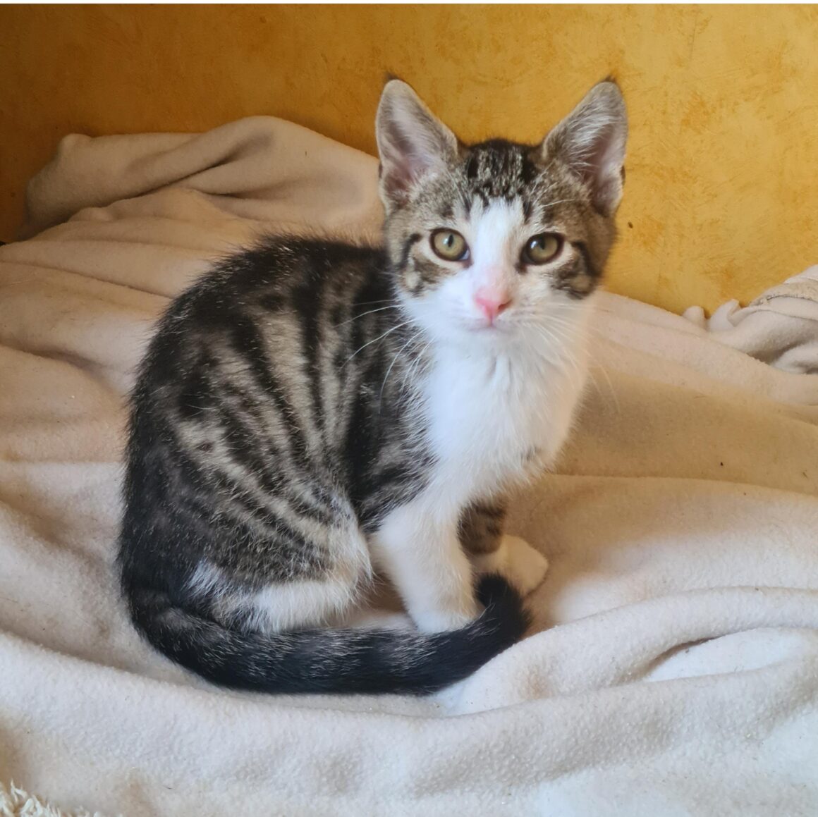 ALISTAIRE – chaton
