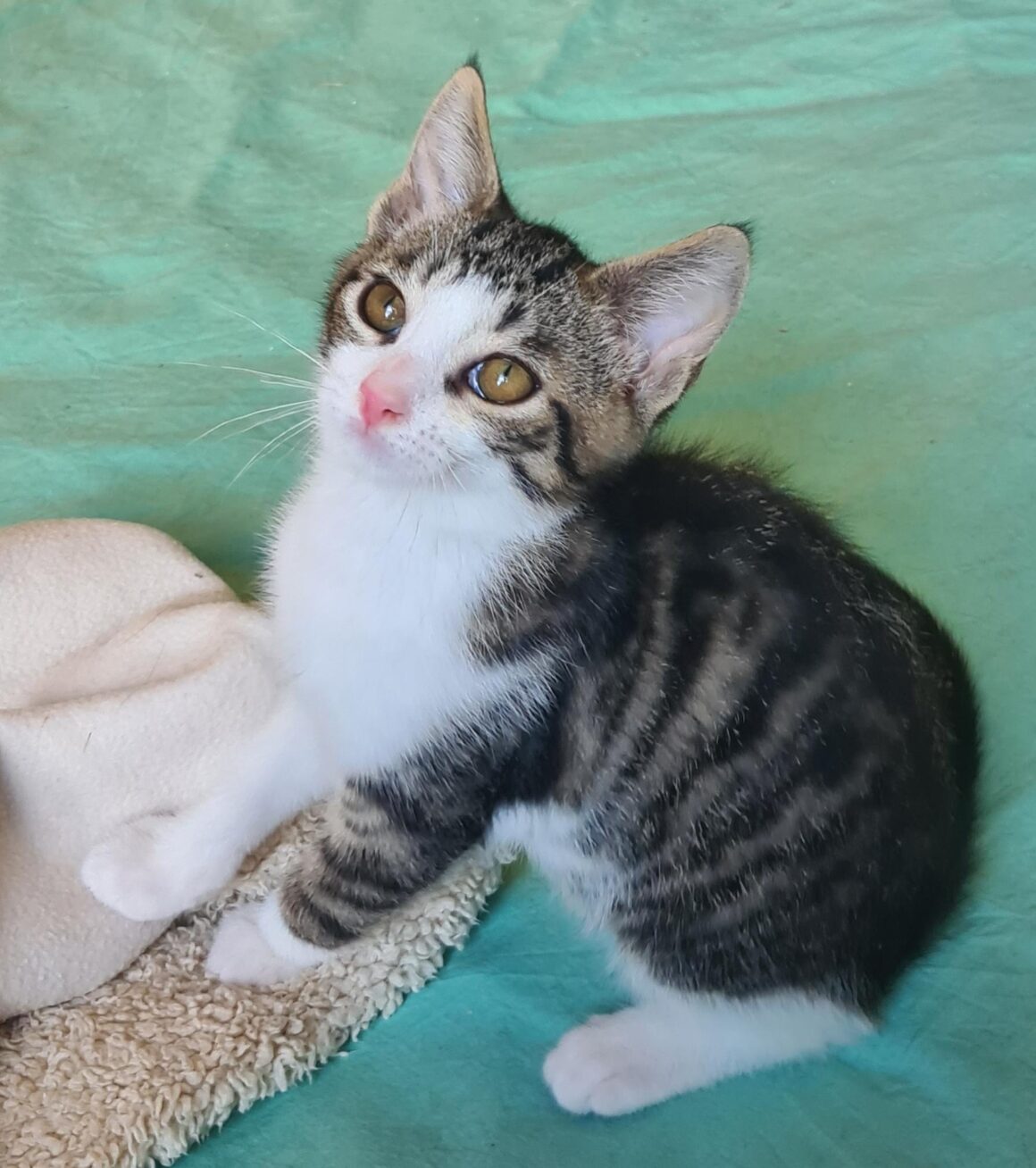 ALISTAIRE – chaton