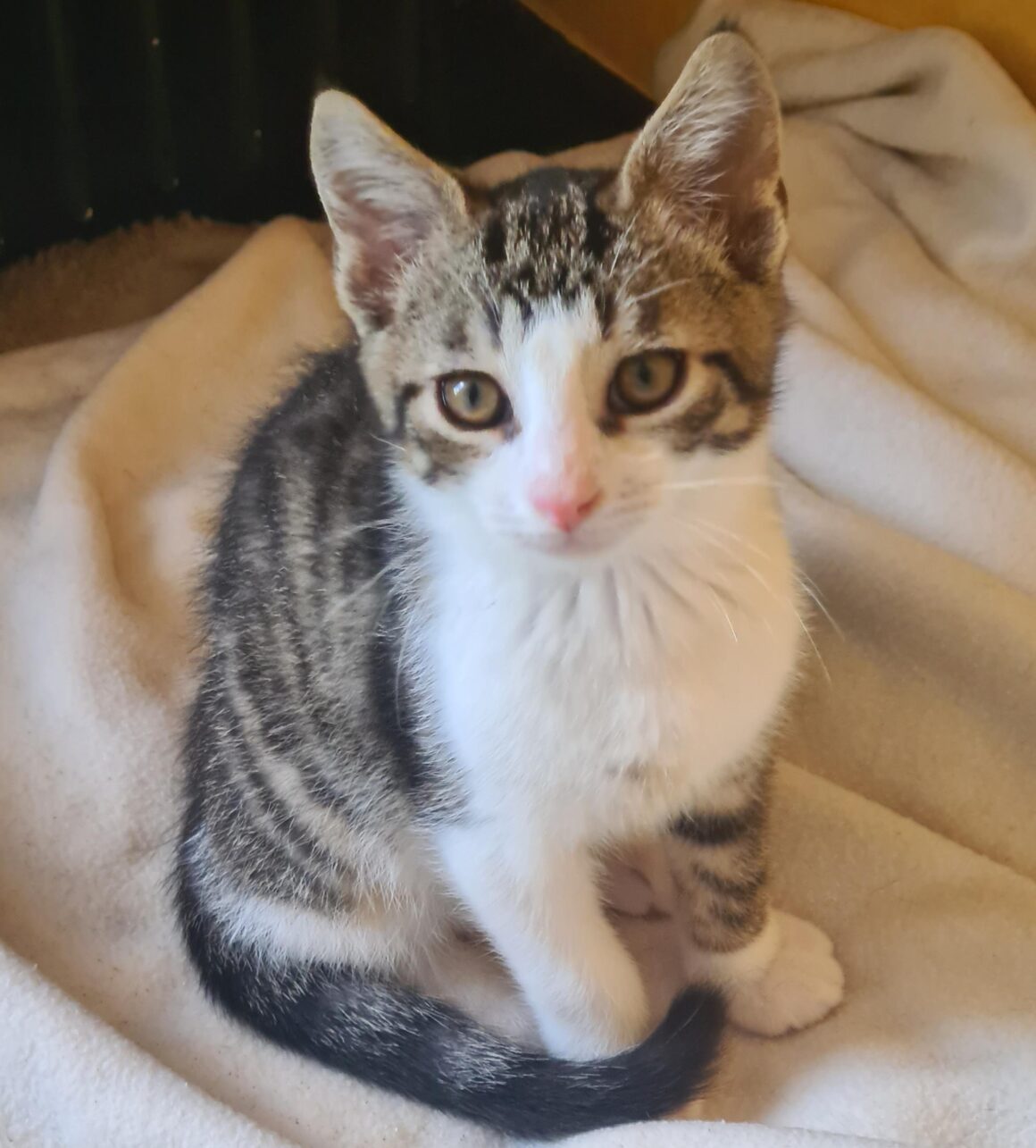 ALISTAIRE – chaton