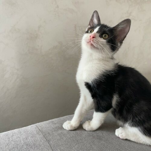 ALOÈS- Chaton adoptée