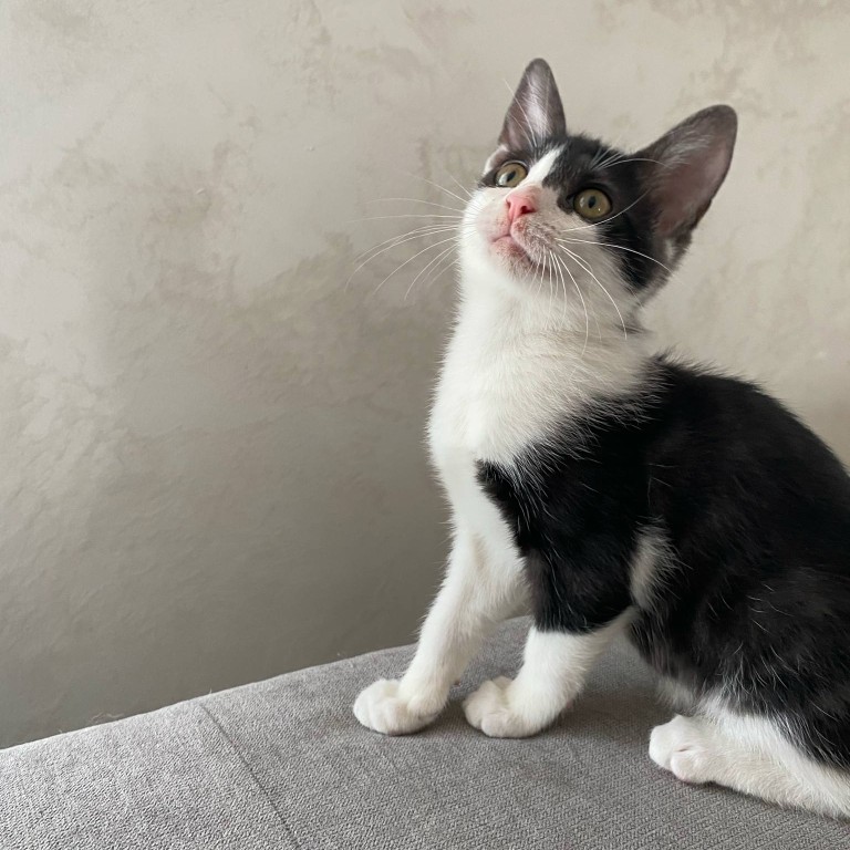 ALOÈS- Chaton