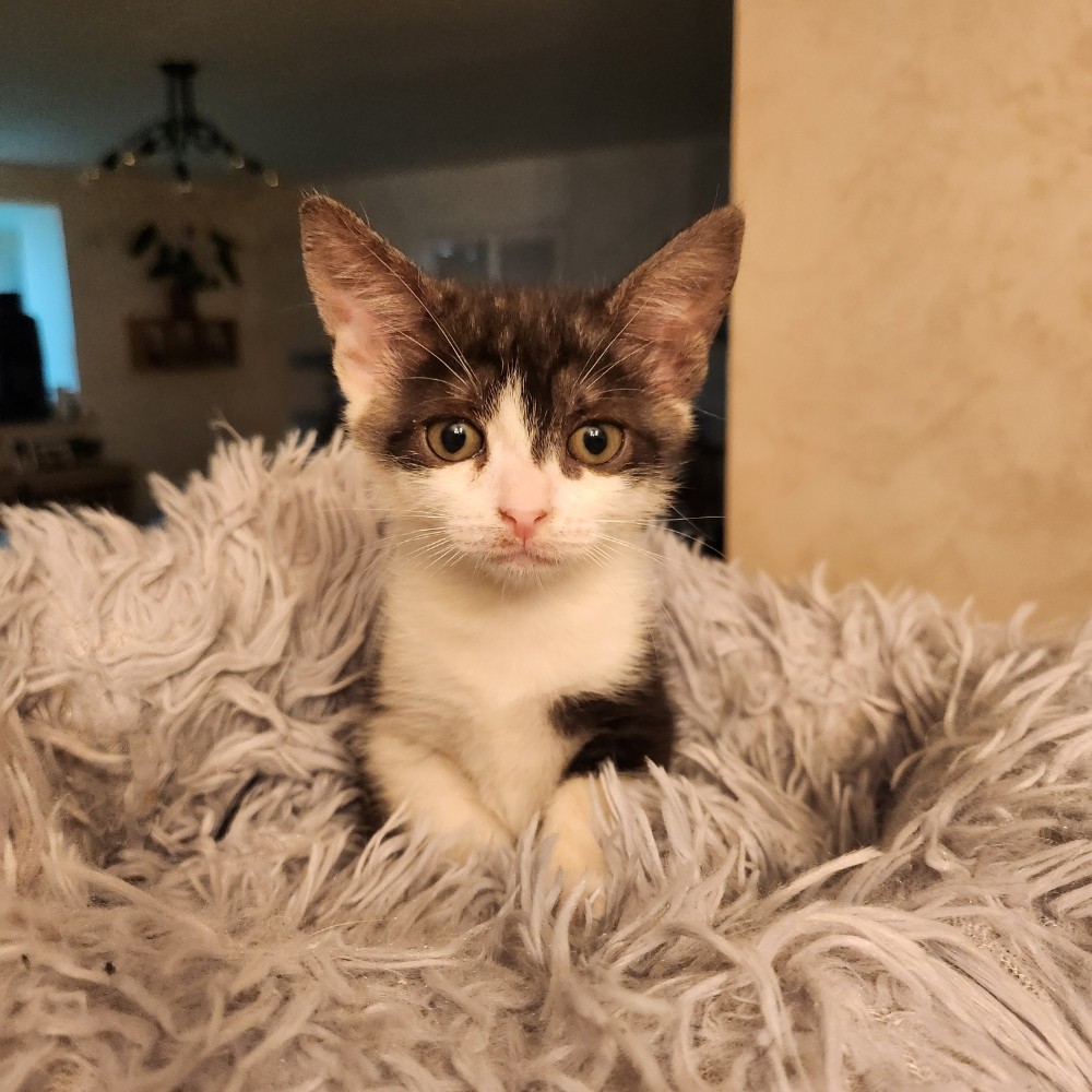 ALOES- Chaton