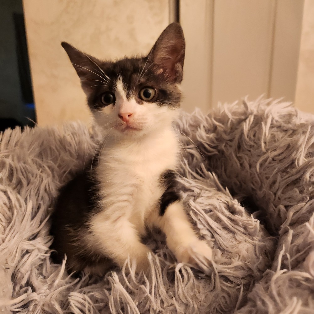ALOES- Chaton