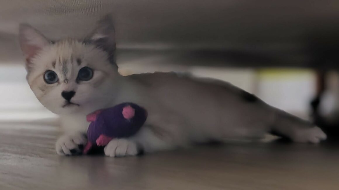AMIRA – Chaton