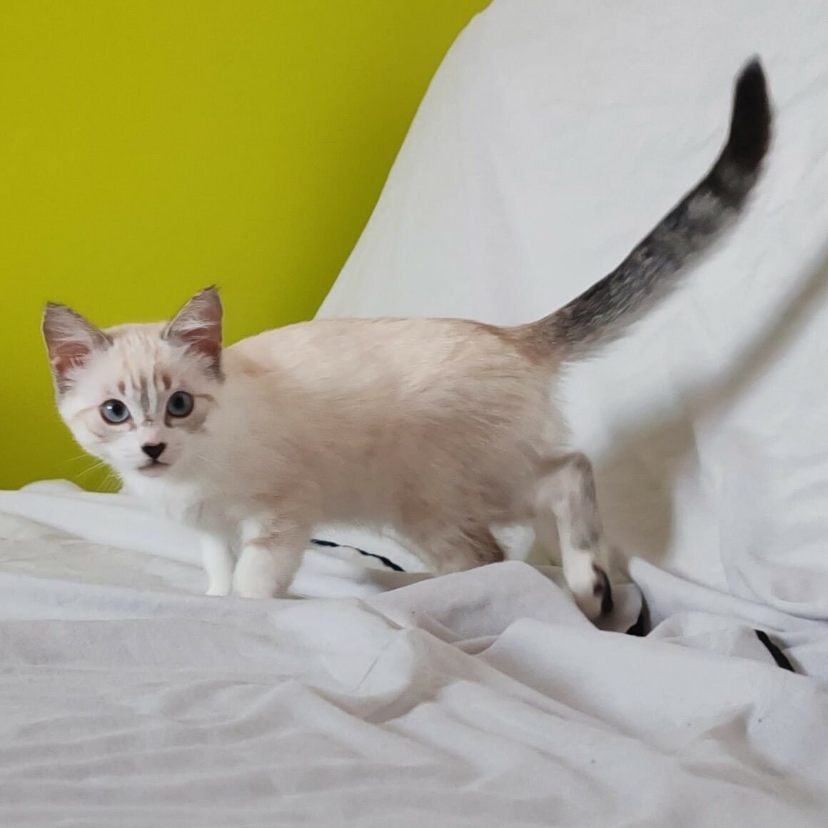 AMIRA – Chaton