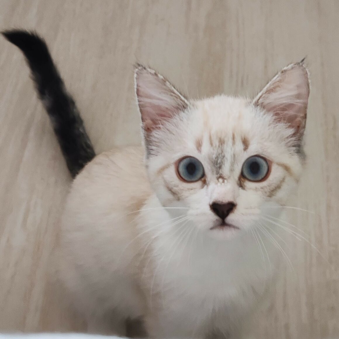 AMIRA – Chaton