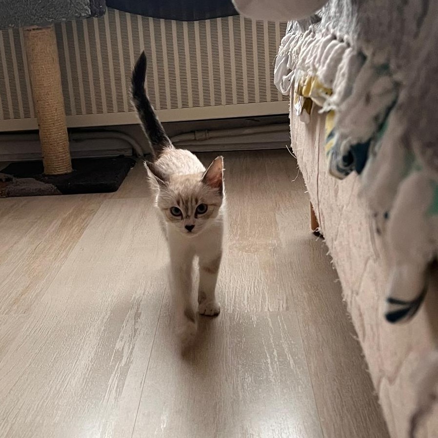 AMIRA – Chaton