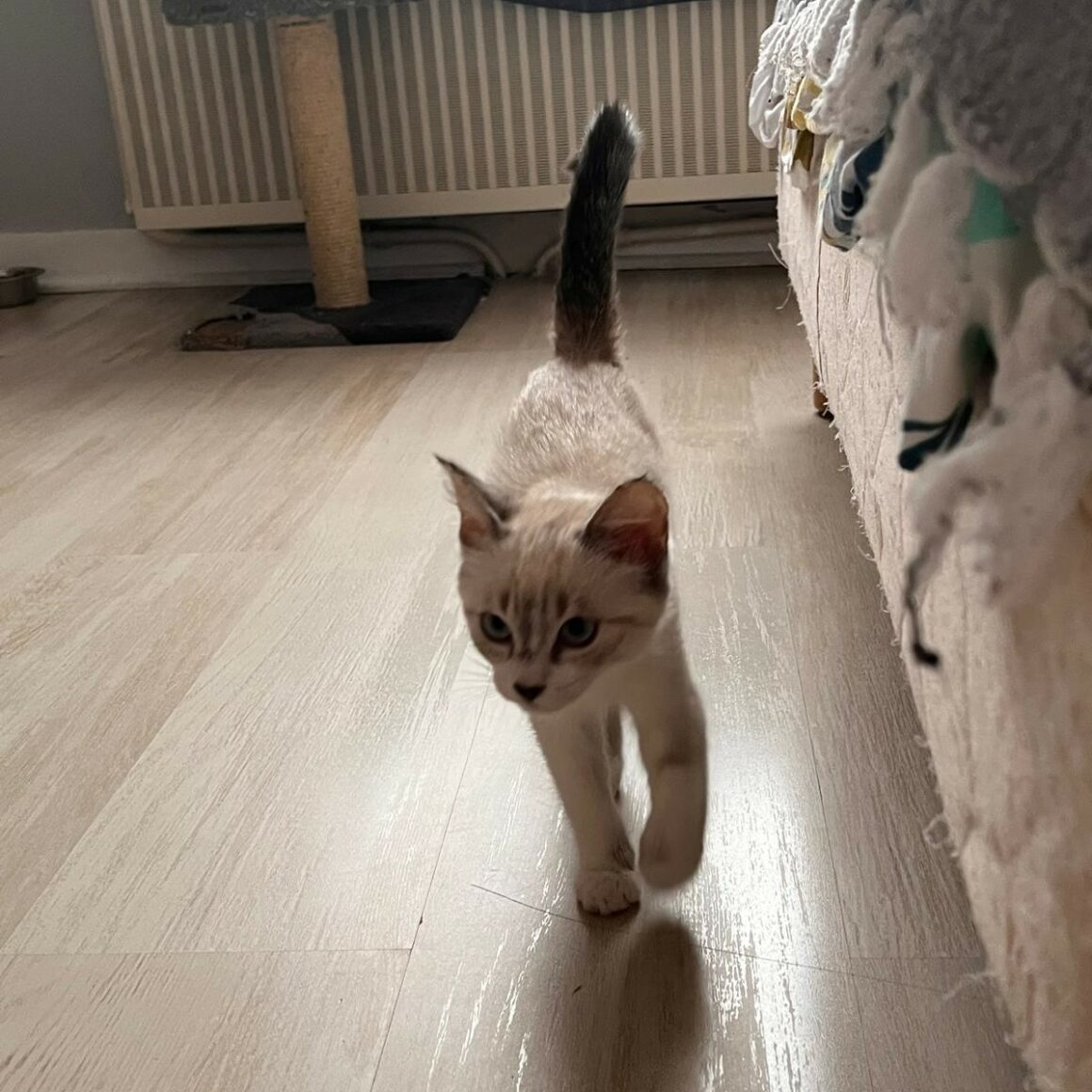 AMIRA – Chaton